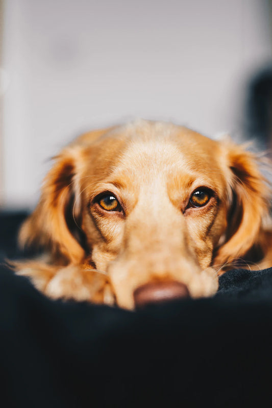Find Your Furry Match Choosing the Right Pet