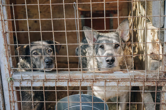 Adopt or Buy Pets Key Insights for Every Animal Lover