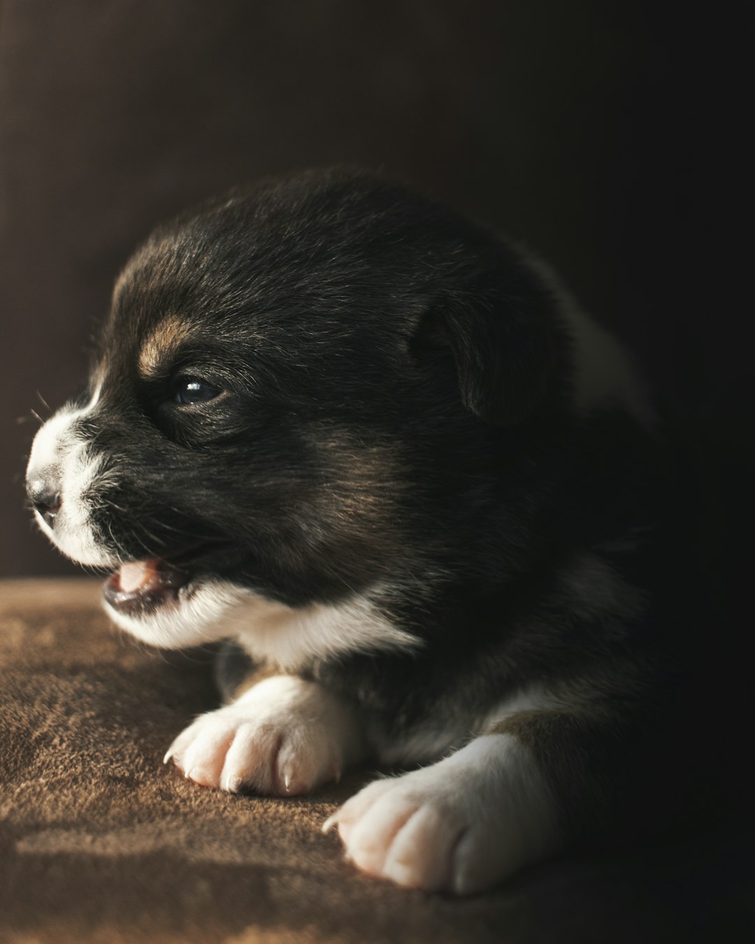 Pet-Proofing Your Home: A Guide for New Pet Owners