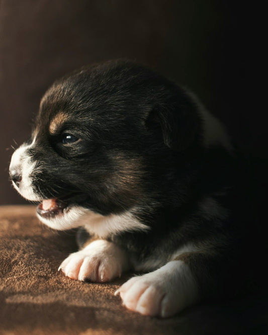 Pet-Proofing Your Home: A Guide for New Pet Owners
