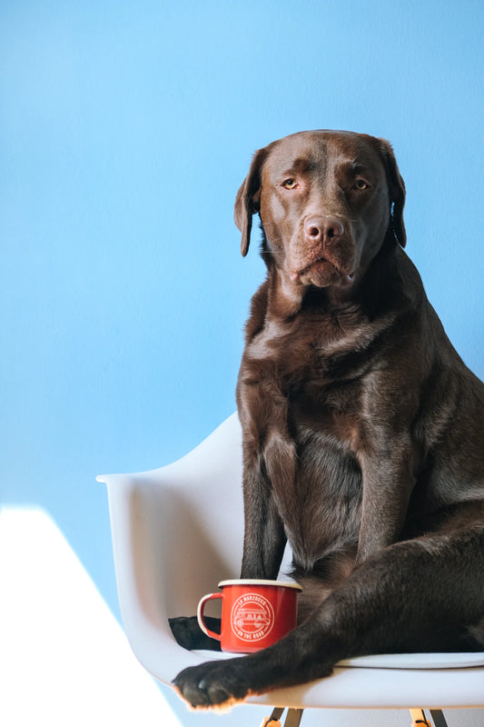 Grooming Tips for a Happy Pet: Unleashing the Secret to Pet Happiness