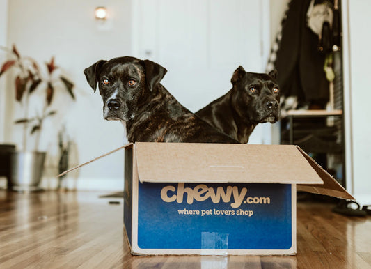 Creating a Routine with Your Pets for a Happier Home