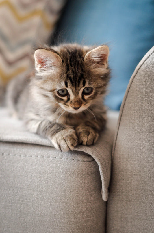 Capture Your Pet's Best Moments with These Tips