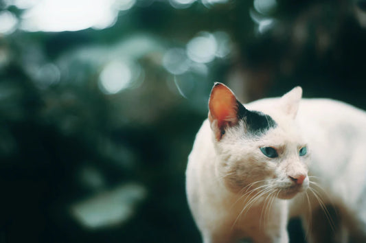 The Joy of Having Pets Discover the Incredible Benefits of Furry Companionship