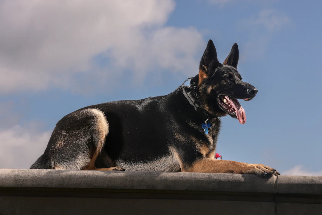 Mastering Pet Training Tips for a Happy Pup