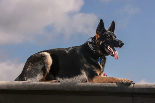 Mastering Pet Training Tips for a Happy Pup