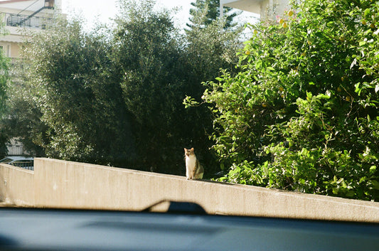 Traveling with Pets: Tips and Tricks for a Happy Journey