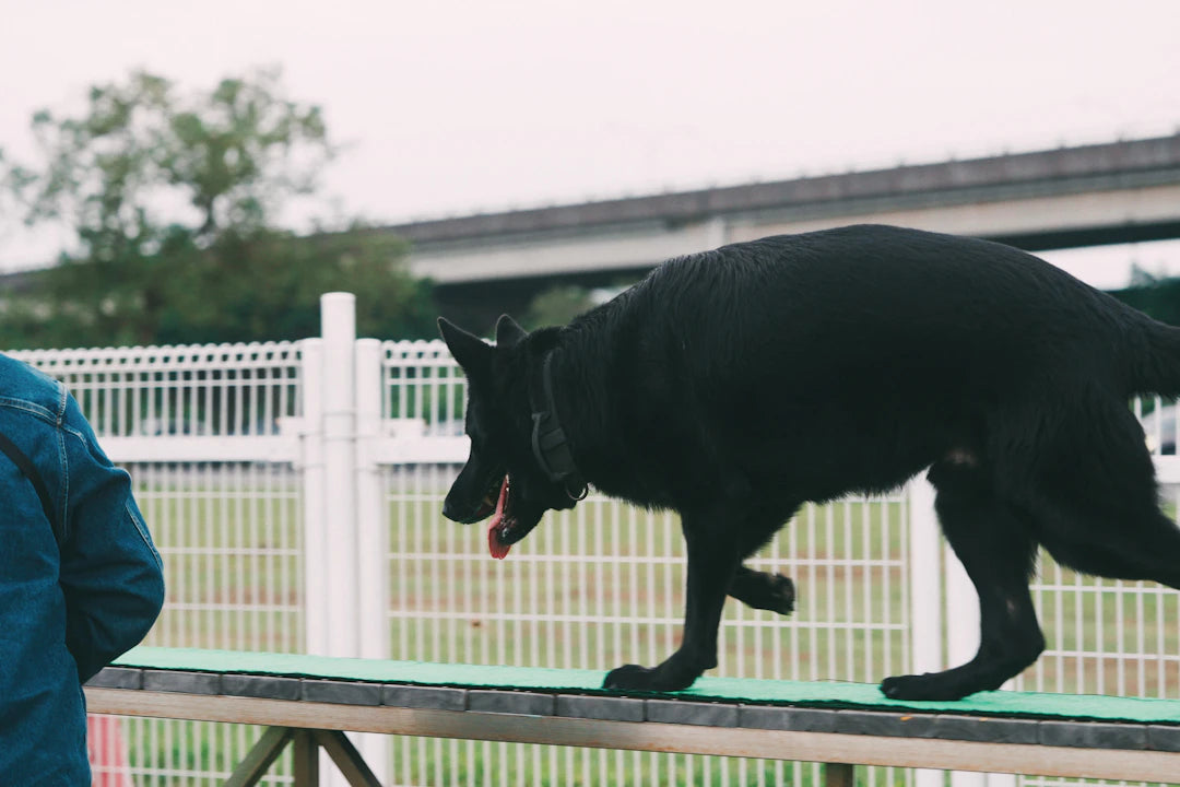 The Essential Role of Exercise in Your Pet's Health