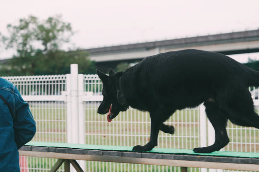 The Essential Role of Exercise in Your Pet's Health