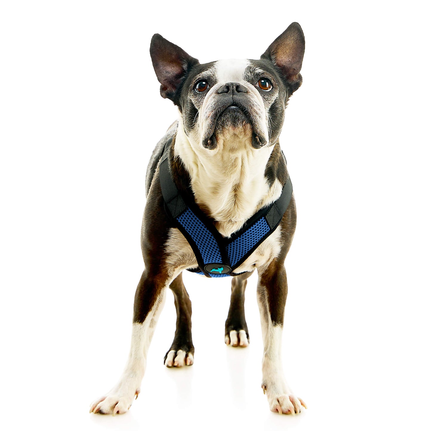 Comfort X Step In Lite Pet Harness