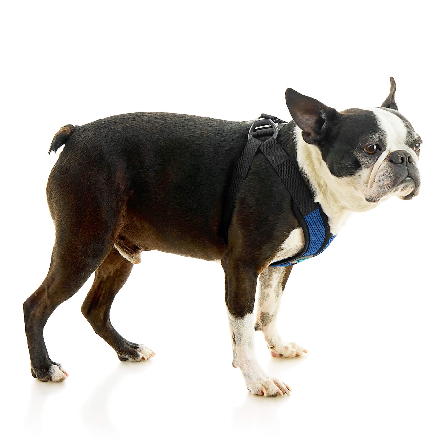 Comfort X Step In Lite Pet Harness