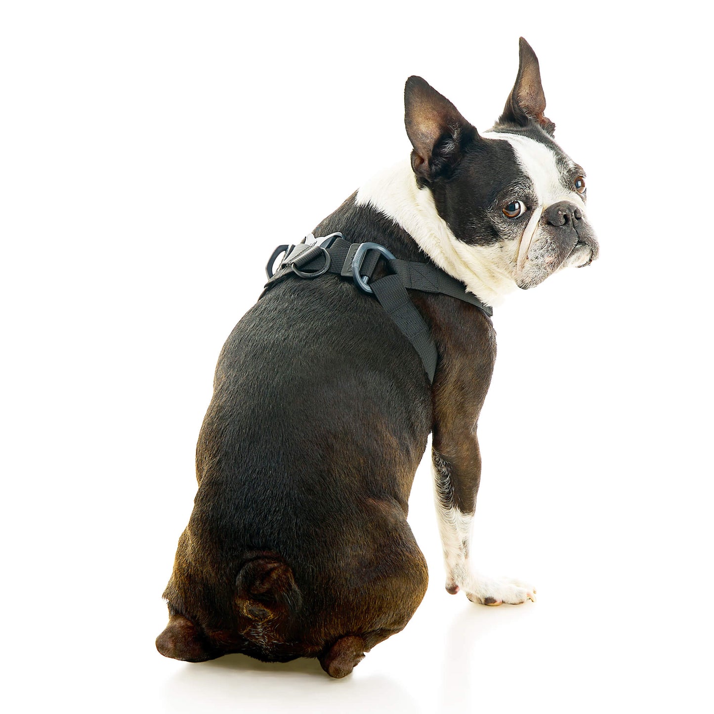 Comfort X Step In Lite Pet Harness