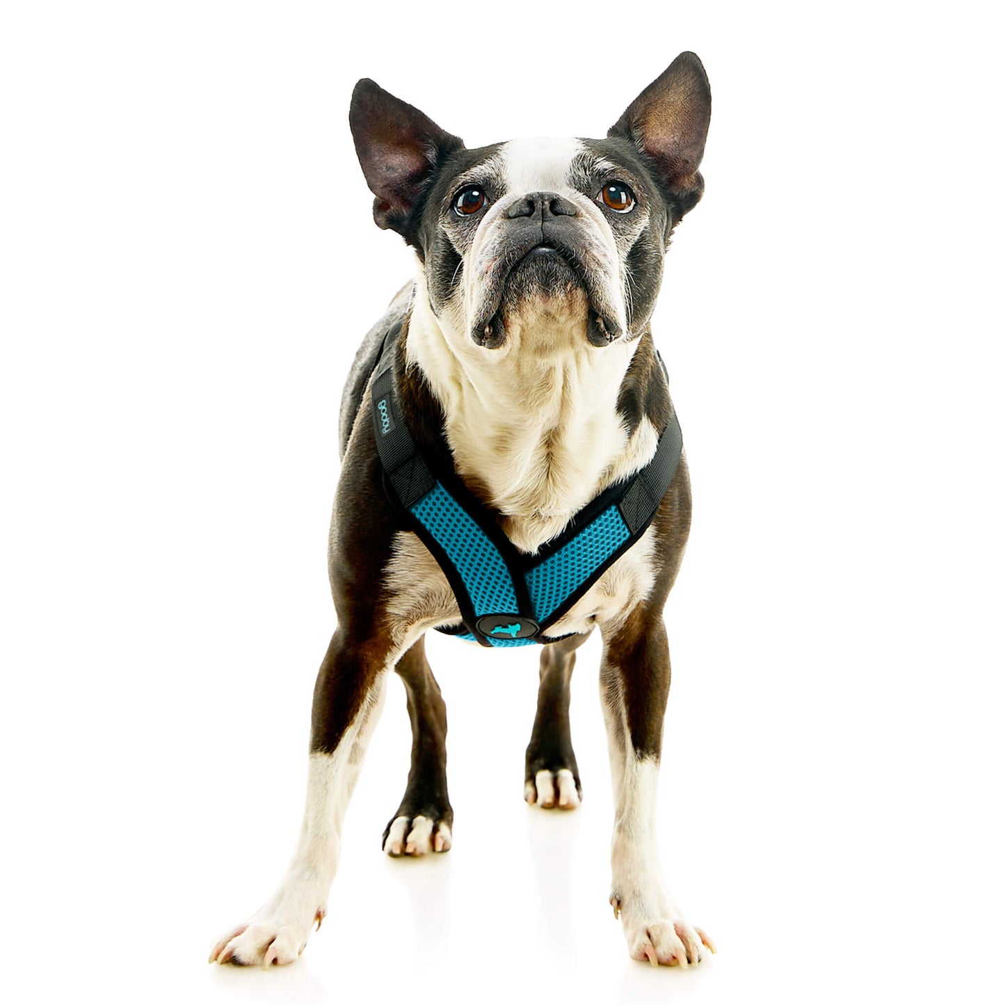 Comfort X Step In Lite Pet Harness