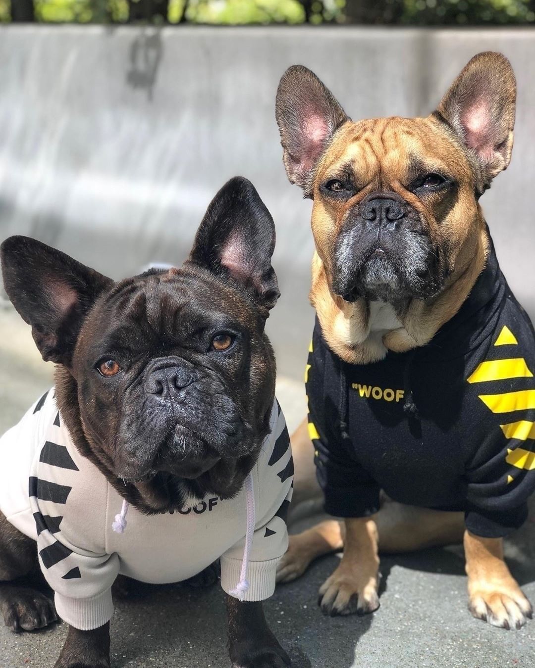 Woof Stylish Pet Hoodie