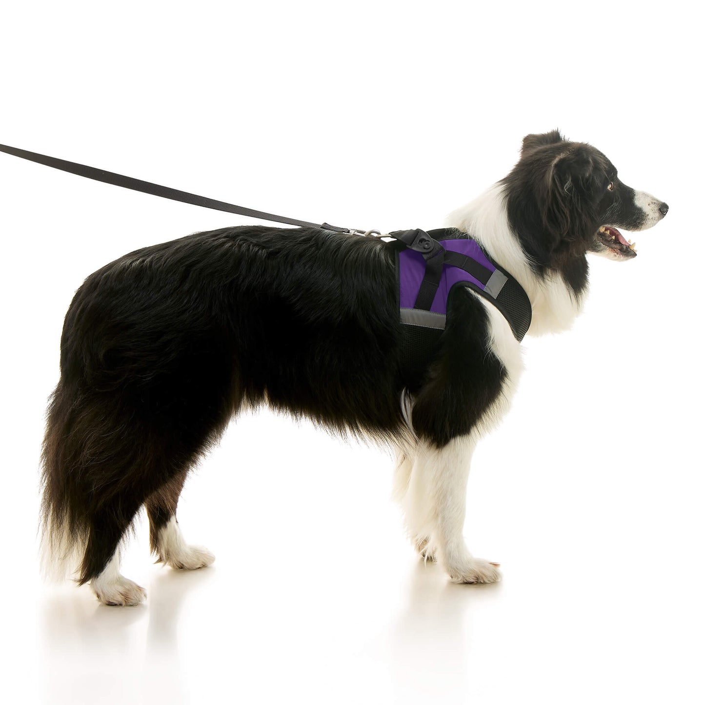 Soft Mesh X Step In Harness