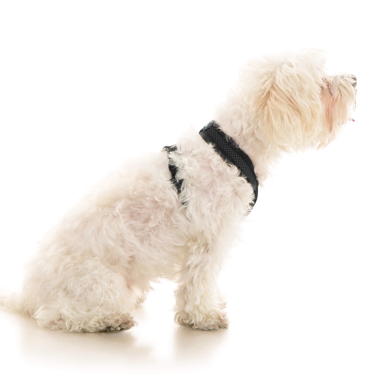 Comfort X Dual Snap Mesh Harness