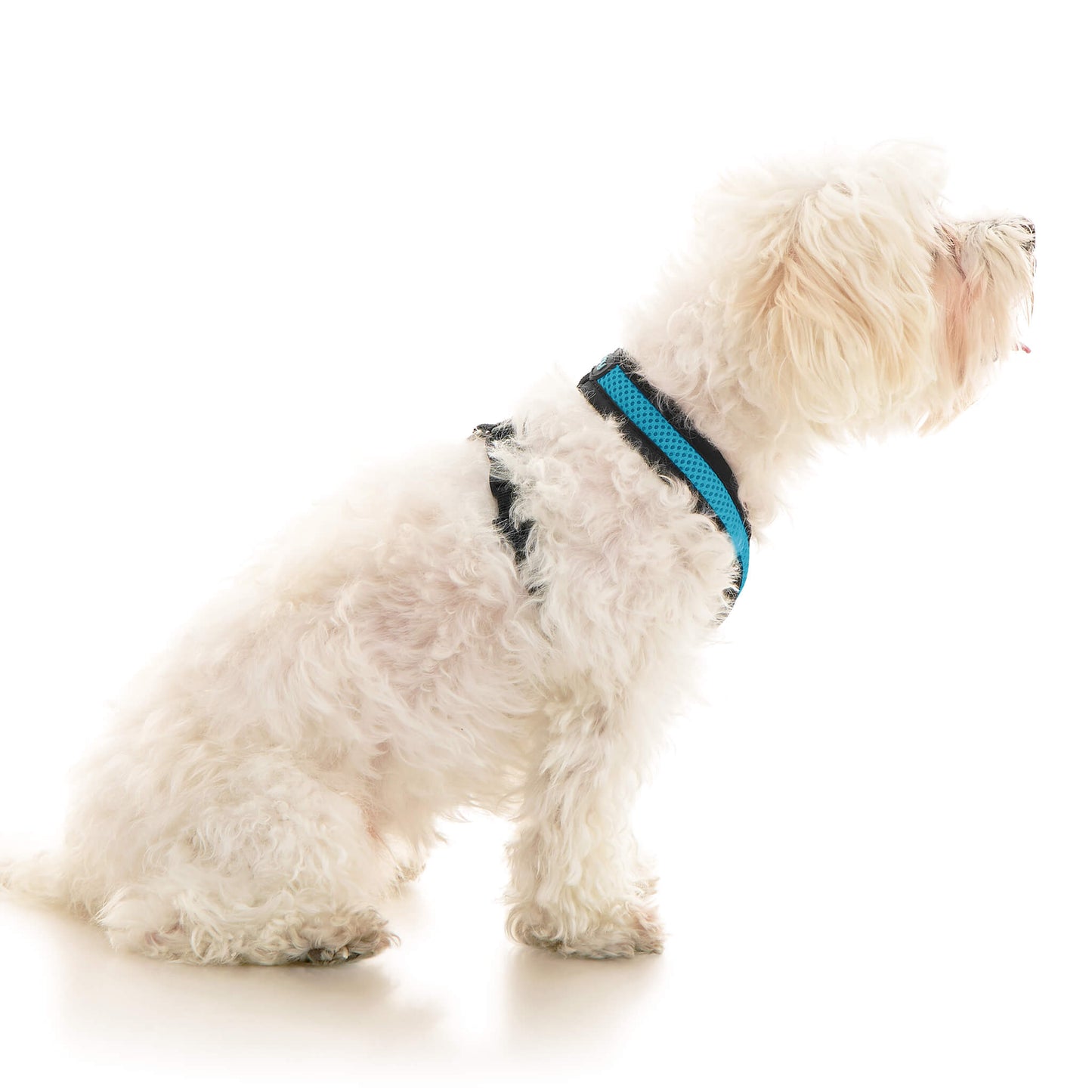 Comfort X Dual Snap Mesh Harness