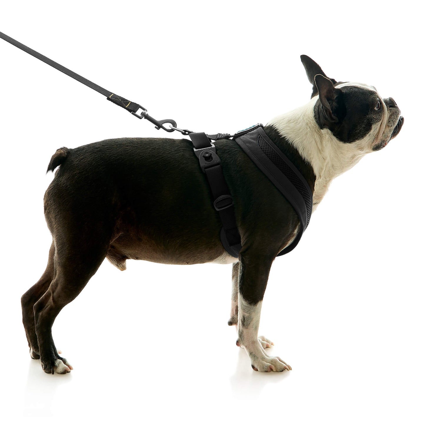 Escape Free Comfort X One Harness