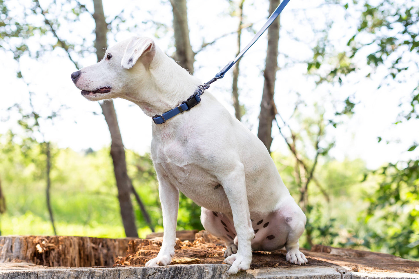 Waterproof Style Soft PVC Euro Dog Collar - Pet Pride Tees