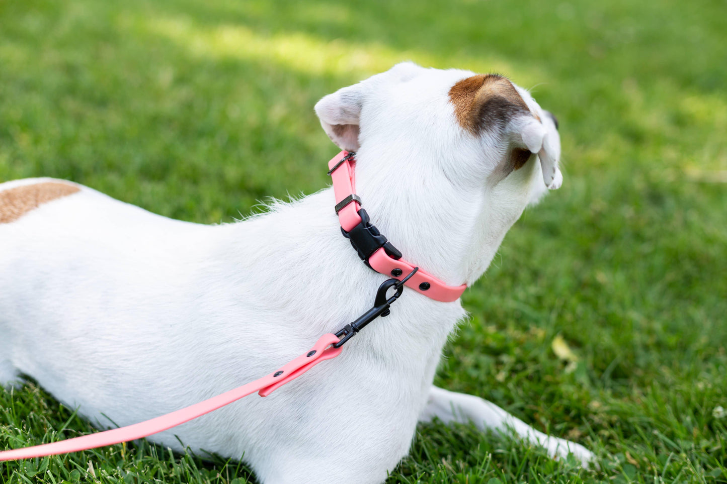 Waterproof Style Soft PVC Euro Dog Collar - Pet Pride Tees