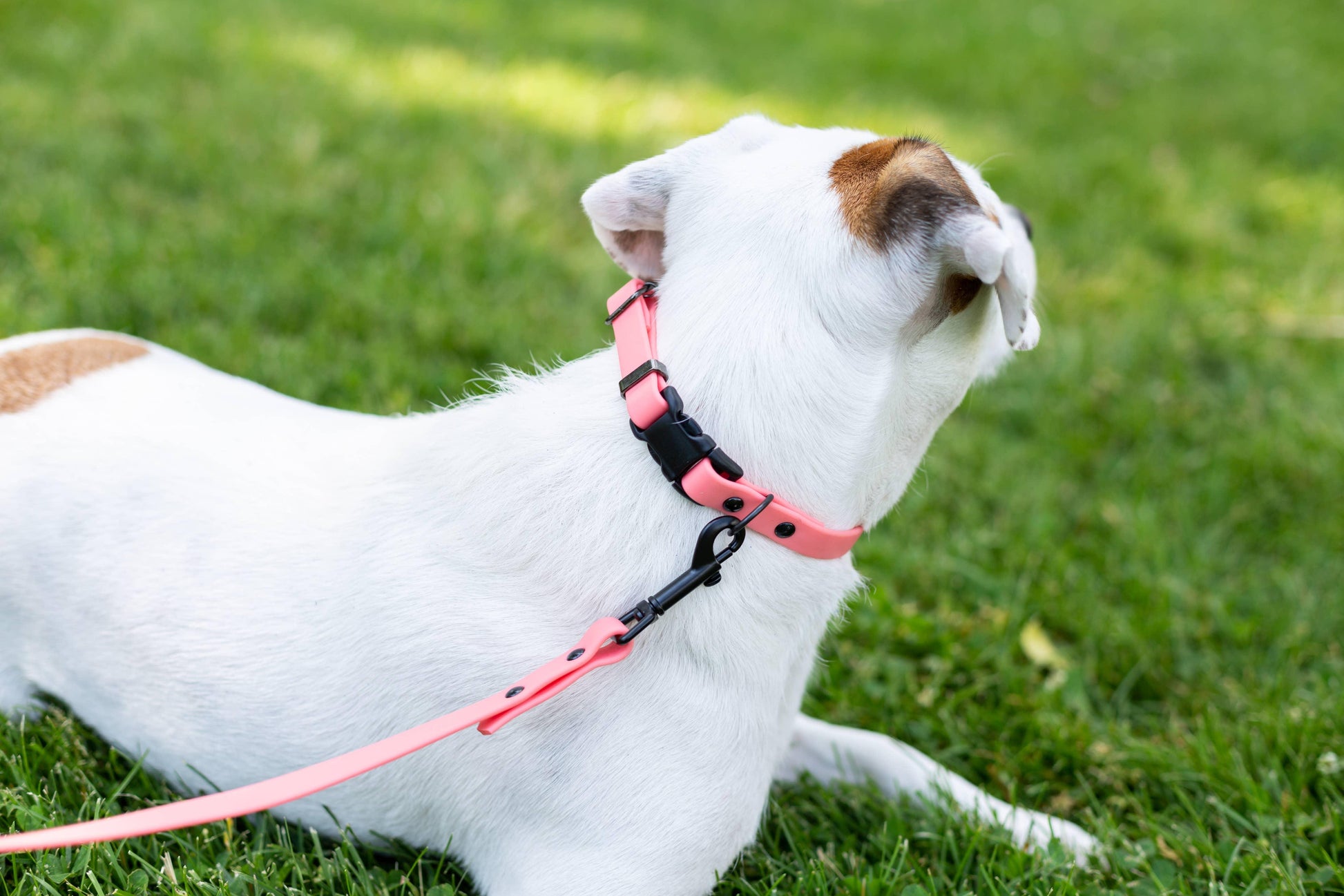 Waterproof Style Soft PVC Euro Dog Collar - Pet Pride Tees