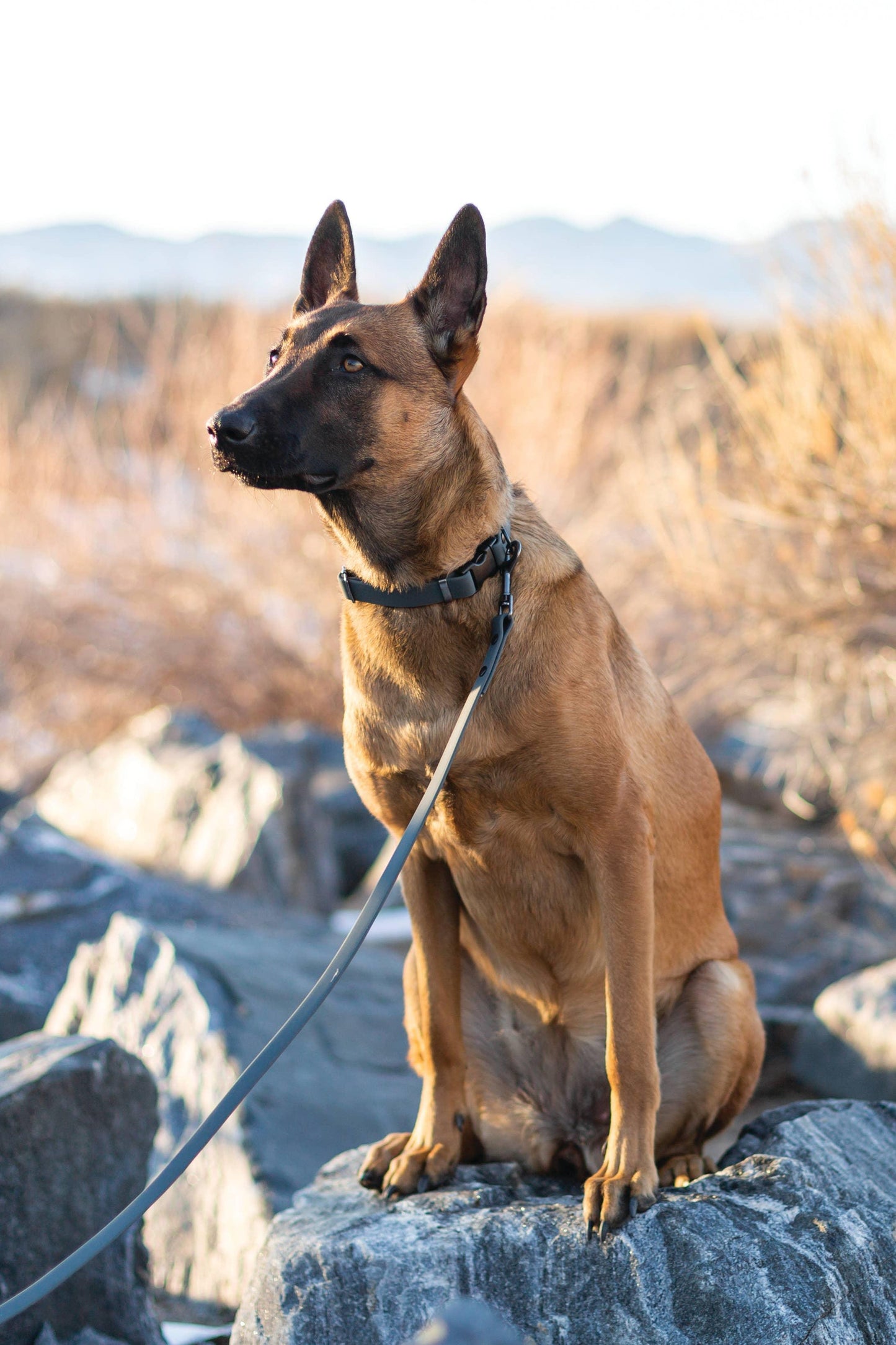Waterproof Style Soft PVC Euro Dog Collar - Pet Pride Tees